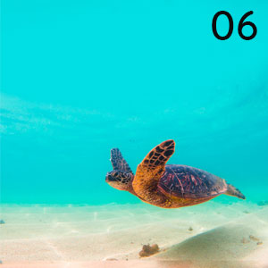 Motiv: Meeresschildkröte