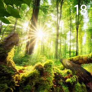 Motiv: Sonniger Sommerwald